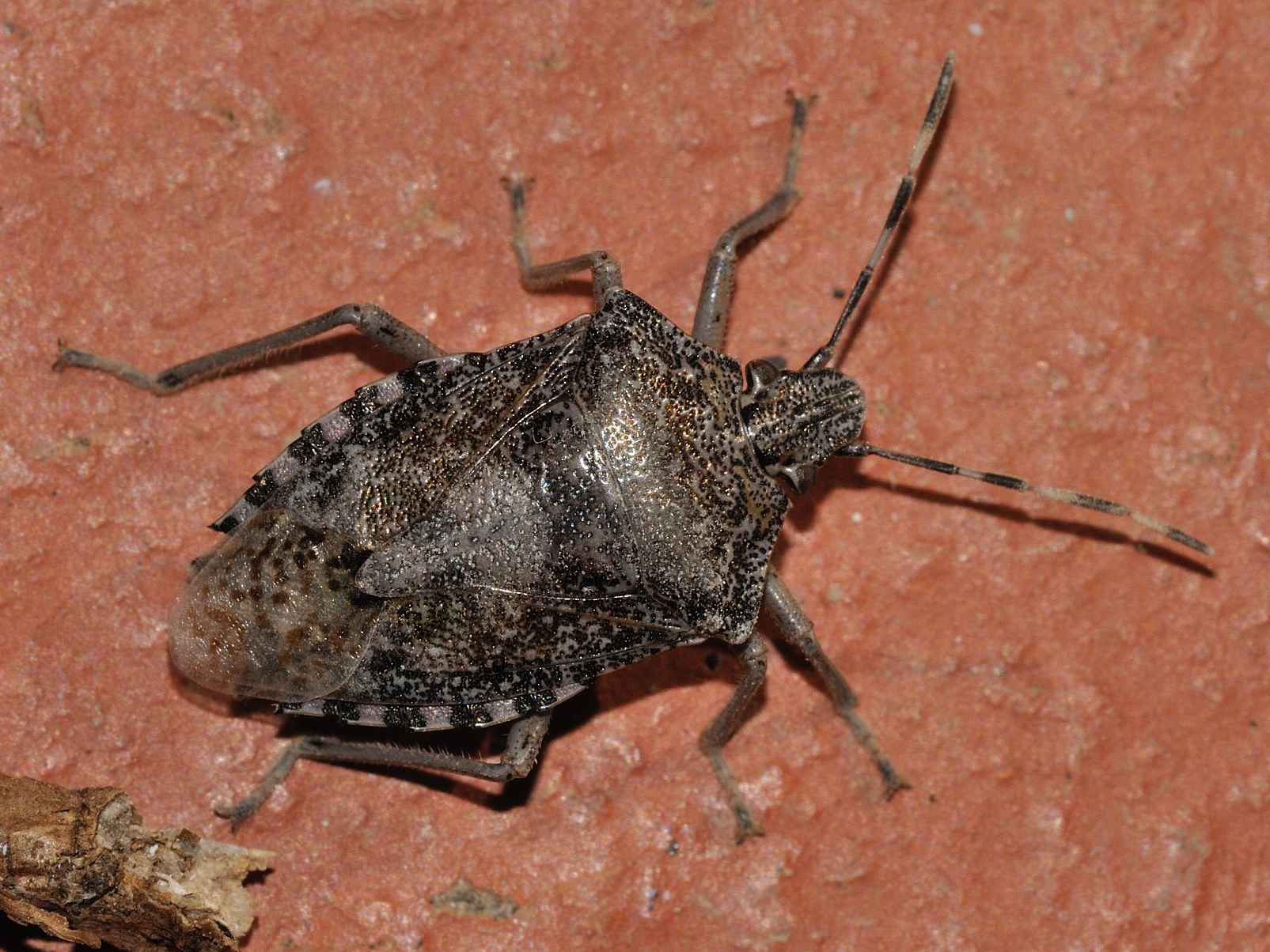 Pentatomidae: Rhaphigaster nebulosa della Campania (SA)